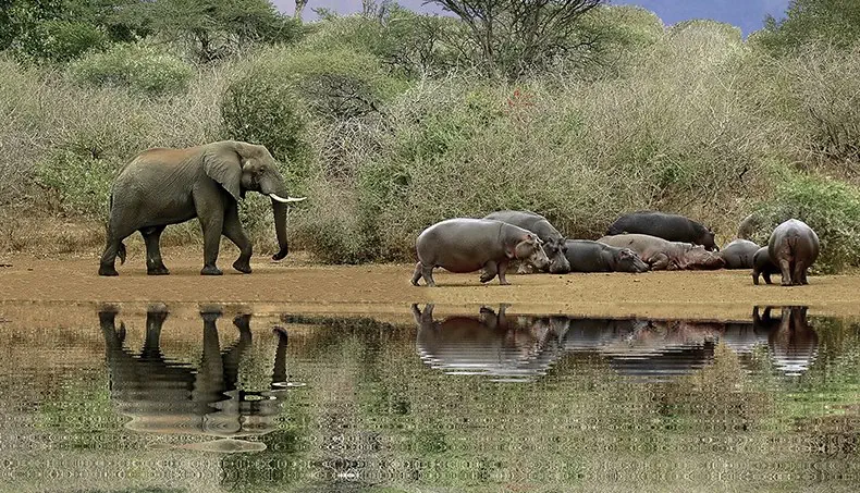 HIPPOPOTAME, ÉLÉPHANT, FOURRÉ, ÉTANG, DÉFENSE