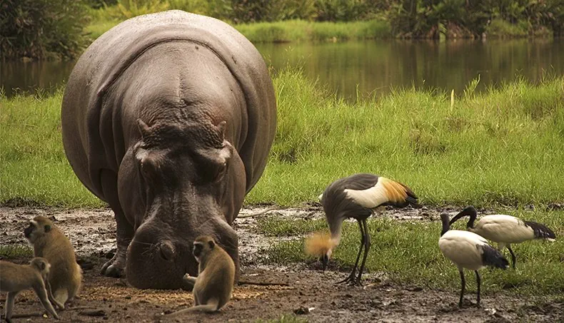 HIPPO, NOSTRIL, MUZZLE, MONKEY, IBIS
