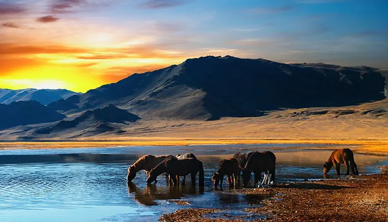 WATERING HOLE, HERD, HORSE, SUNRISE, MOUNTAIN