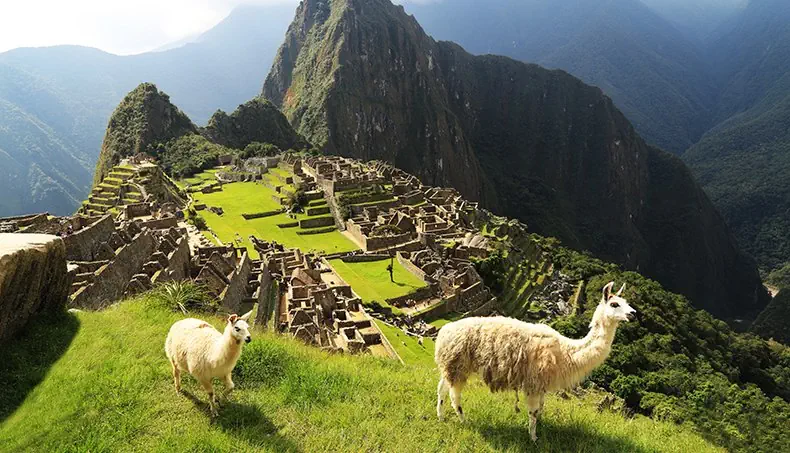 LAMA, MAČU PIKČU, PERU, AUKŠTIS, SLĖNIO ŠLAITAS