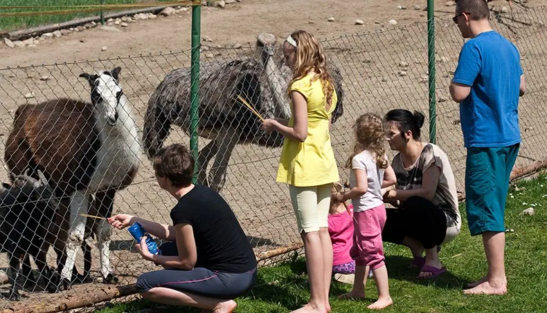ALPACA, OSTRICH, GOAT, CHILDREN, FEED