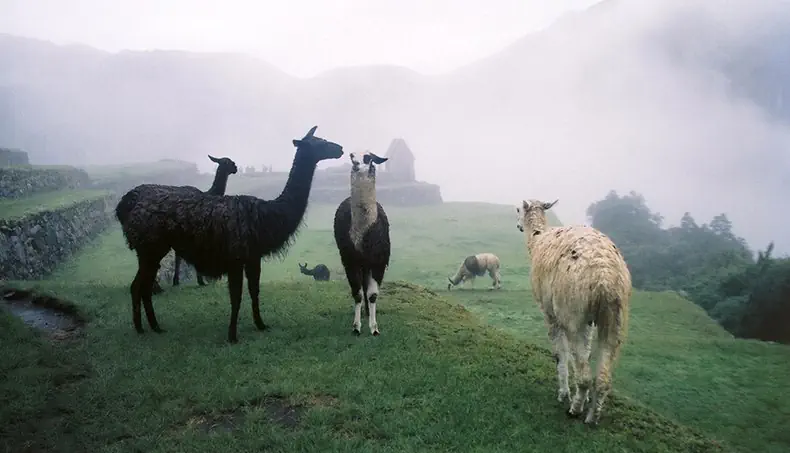 MIST, LLAMA, HERD, SLOPE, PASTURE