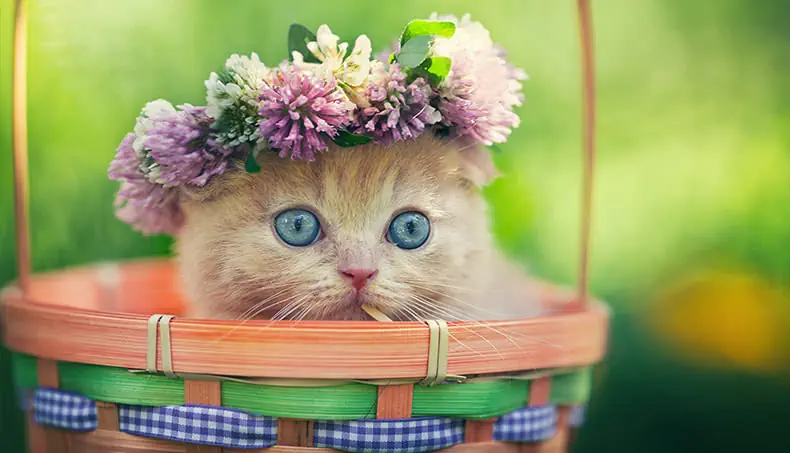 CORBEILLE, CHATON, YEUX BLEUS, MIGNON, FOURRURE