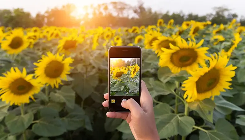 GIRASOLE, FOTOGRAFIA, SMARTPHONE, CAMPO, TRAMONTO