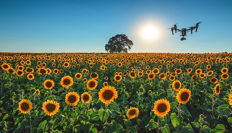 SUNCOKRET, DRON, POLJE, OBZOR, STABLO