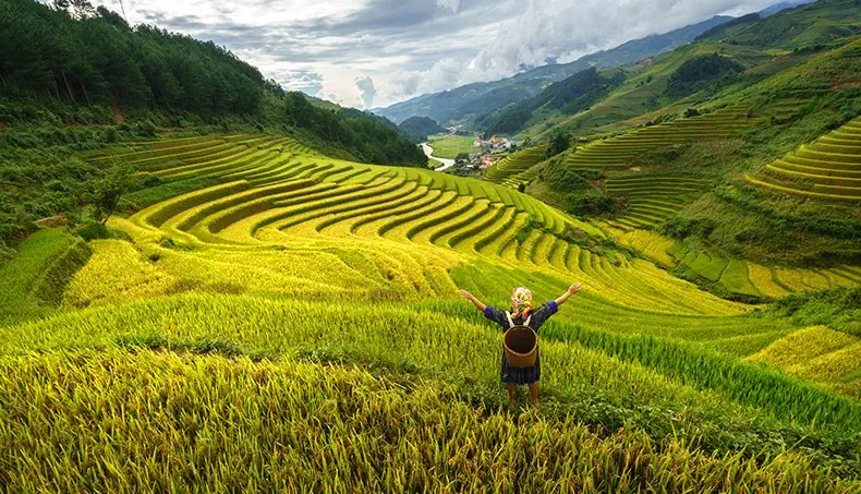 TERRACE, FIELD, VIETNAM, WOMAN, AGRICULTURE