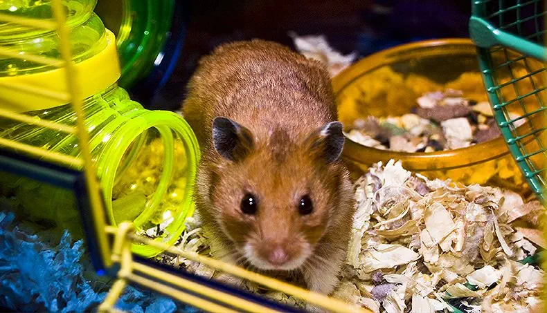 HAMSTER, CONDUIT, CAGE, CROQUETTES, BARREAUX