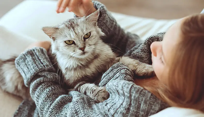 TÊTE, CHAT, ANIMAL, TRICOT, GRIS