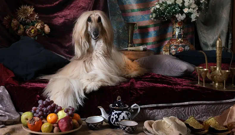 GALGO AFEGÃO, FRUTA, BUQUÊ, PELO, CONJUNTO DE CHÁ
