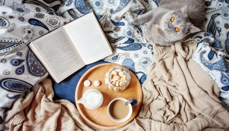 CAT, GAZE, PAISLEY, MERINGUES, COFFEE