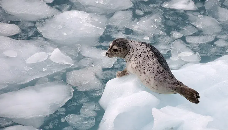 GLACE, FROID, PHOQUE COMMUN, EAU, PALMES