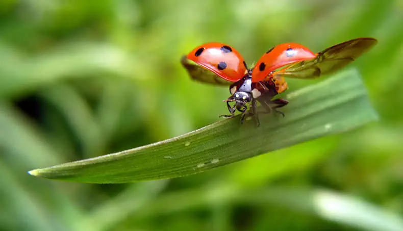 COCCINELLE, AILE, BRIN D'HERBE, POINTS, PATTES