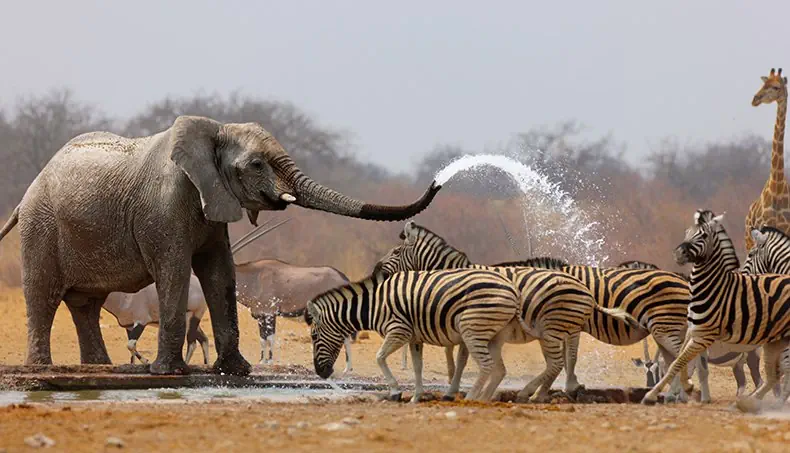 ÉLÉPHANT, SAVANE, ZÈBRE, TROMPE, JET D'EAU