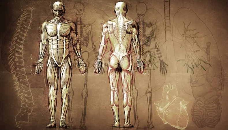 HEART, INTESTINE, SPINE, SKELETON, TRACHEA
