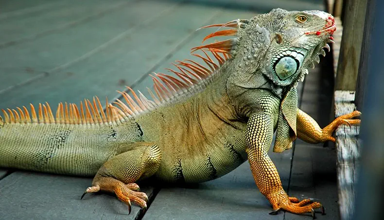 IGUANE, REPTILE, ÉCAILLES, GRIFFES, PLANCHE