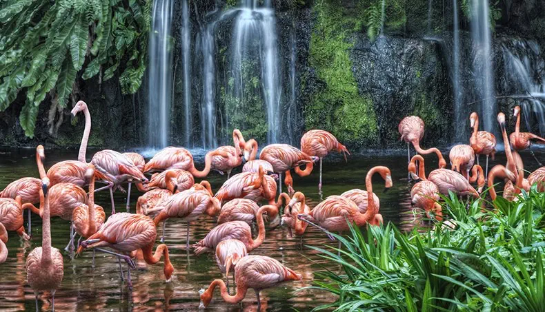 LAC, CHUTE, FLAMANT, COU, FEUILLAGE