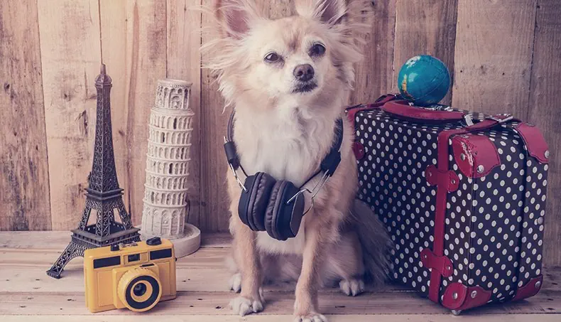 CHIHUAHUA, WIEŻA EIFFLA, KRZYWA WIEŻA, GLOBUS, SŁUCHAWKI