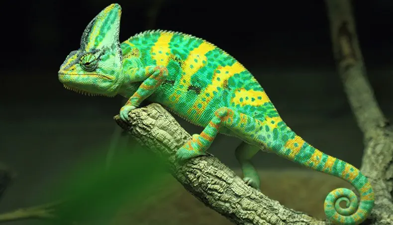 CAMÉLÉON, SPIRALE, QUEUE, ŒIL, ÉCAILLES