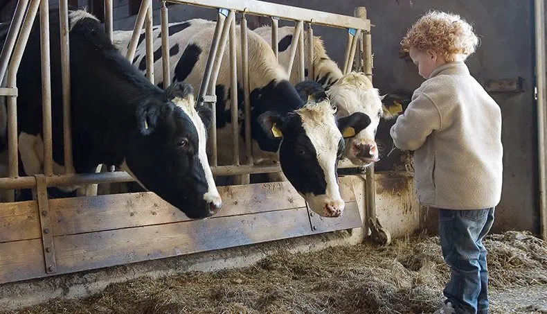 FERME, ÉTABLE, ENFANT, VACHE, TÊTE