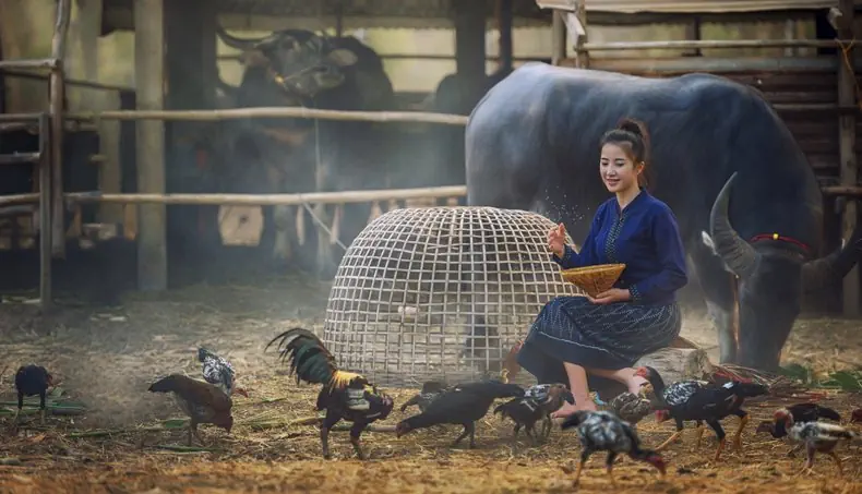 HENS, BUFFALO, CAGE, HORNS, GIRL