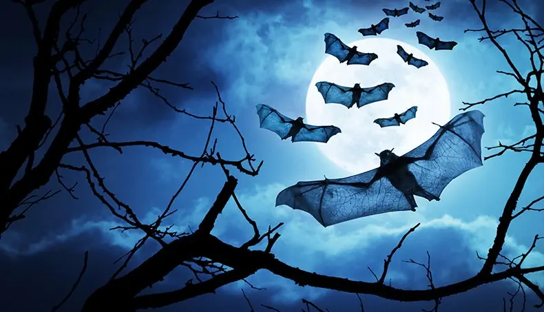 NUIT, LUNE, CHAUVE SOURIS, NOIR, AILE