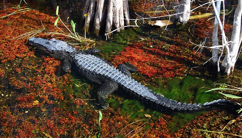 CROCODILE, QUEUE, ÉCUME, ARBRE, MARAIS