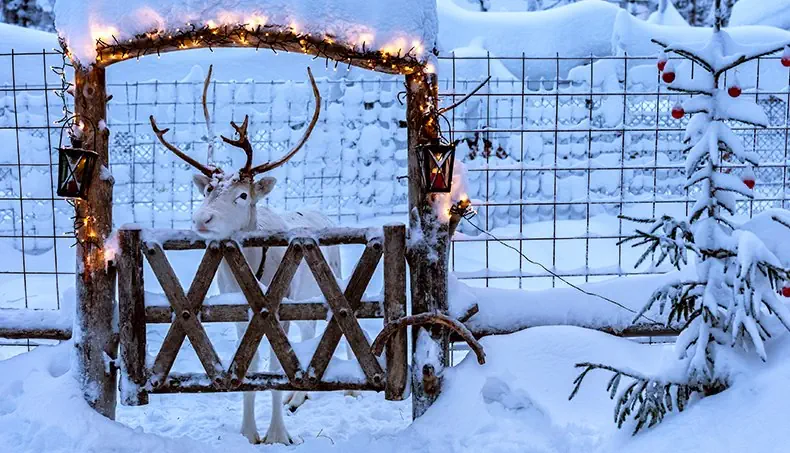 RENDIER, GUIRLANDE, POORT, SNEEUW, SPAR