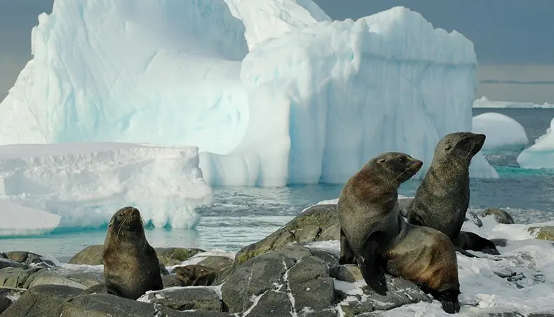 FROID, GLACIER, OTARIE, ROCHE, EAU