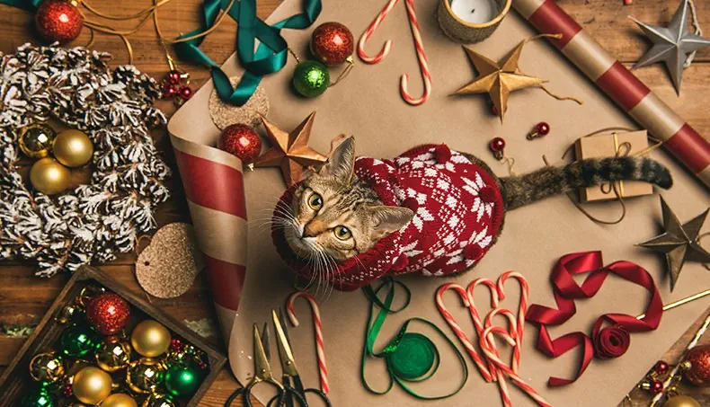 WHISKERS, CAT, TOP VIEW, SCISSORS, TAPE