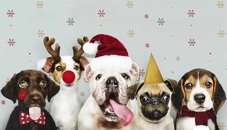 ŠTĚNĚ, JACK RUSSELL, JAZYK, PAROHY, MOPS
