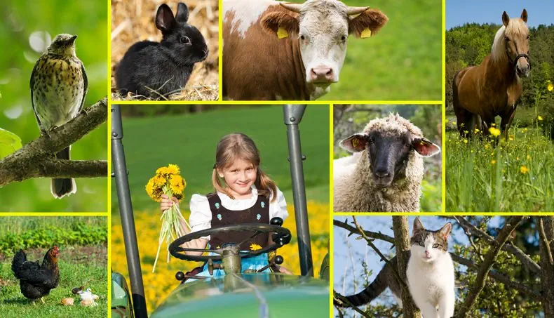 COW, HEN, CHICK, RABBIT, SHEEP