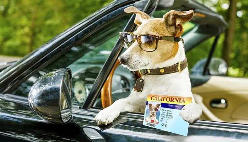 JACK RUSSEL, VOZNIŠKO DOVOLJENJE, OČALA, OVRATNICA, KABRIOLET