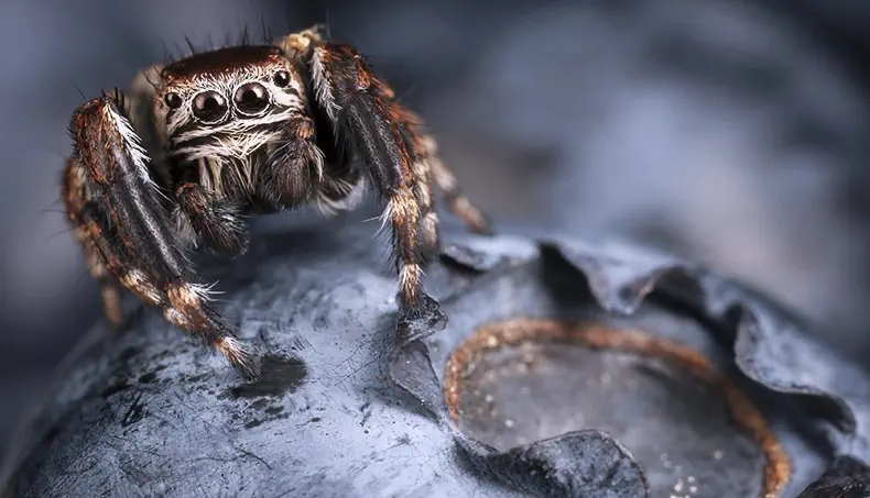 SPIDER, BLUEBERRY, LEGS, EYES, MACROGRAPHY
