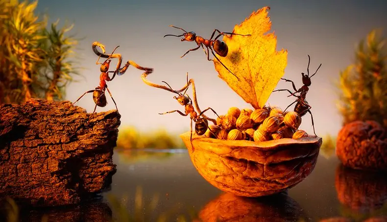 ANT, BOAT, SAIL, NUTSHELL, CARGO