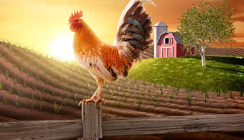 ROOSTER, SILO, COMB, FENCE, FIELD