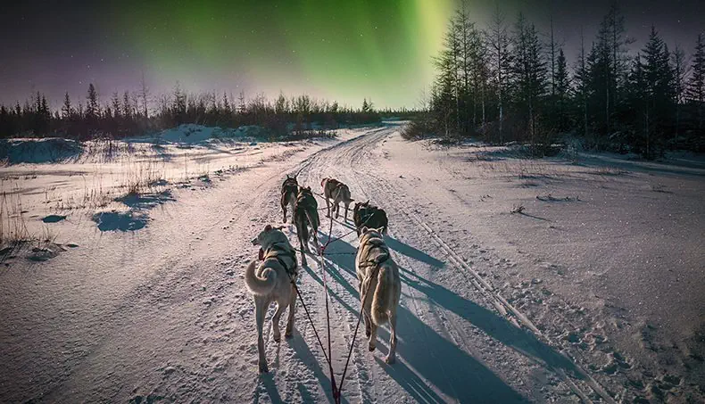 TAIL, AURORA, SNOW, DOG, SLED
