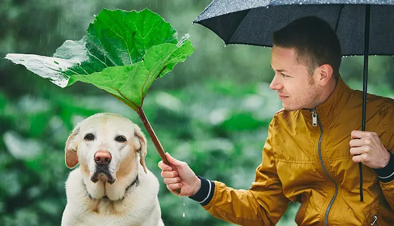ZIPPER, RAIN, LABRADOR, BURDOCK LEAF, DROPS