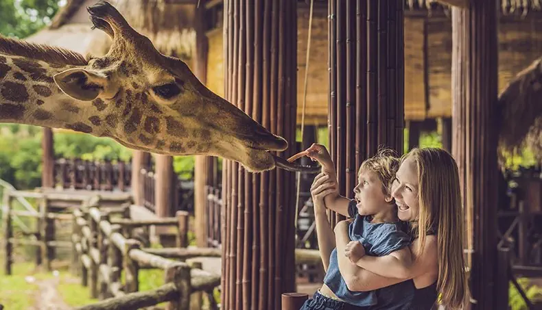 ZOOPARK, LAUGHTER, FEED, TONGUE, GIRAFFE