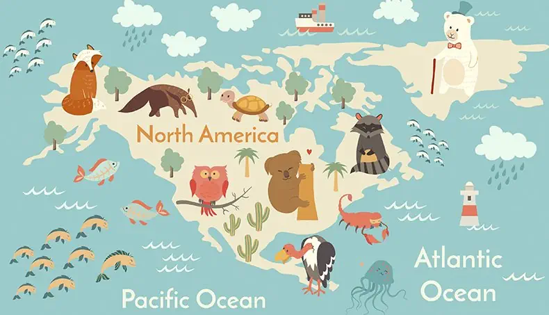 AMERICA, RACCOON, TURTLE, OWL, CONDOR