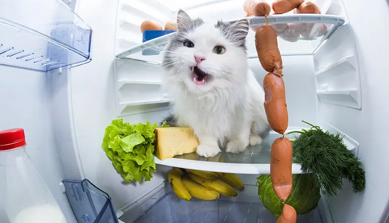 FORMAGGIO, LATTE, GATTO, SALSICCE, UOVO