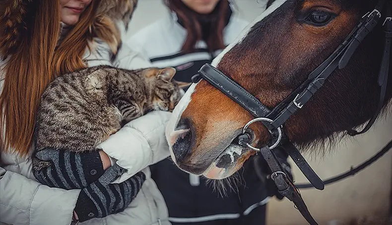AT, KEDI, BURUN DELİĞİ, HALKA, DİZGİN