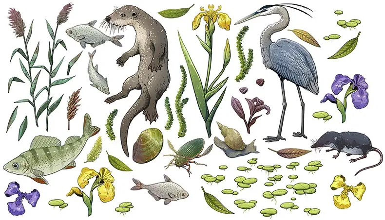 IRIS, NUTRIA, GARZA, TOPO, ESCARABAJO BUCEADOR