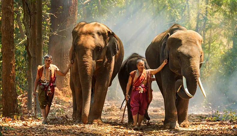 ELEFANTENTREIBER, ELEFANT, THAILAND, ASIEN, STOSSZAHN