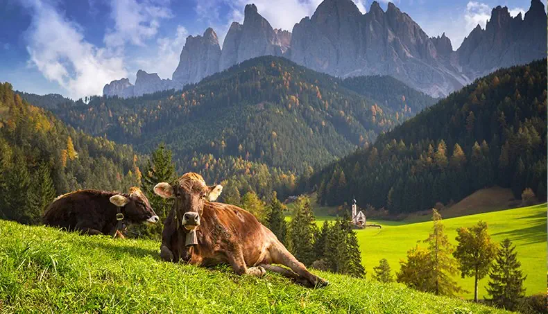MOUNTAIN, MEADOW, COW, CHURCH, LANDSCAPE