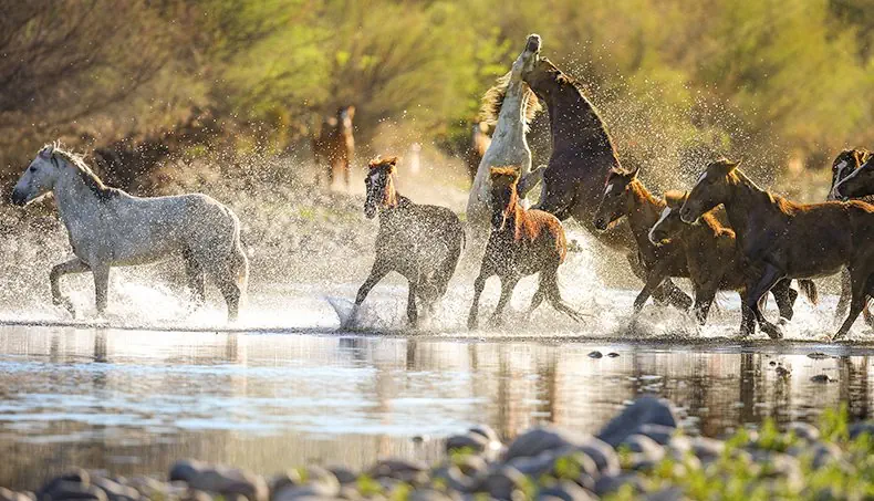 MUSTANG, LOC DE ADĂPARE, TURMĂ, RÂU, COAMĂ