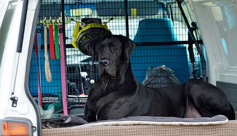 GREAT DANE, WAITING, TAILLIGHT, BARS, TRUNK