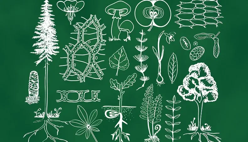 BIOLOGIE, BOTANIQUE, ARBRE, PLANTE, CELLULE