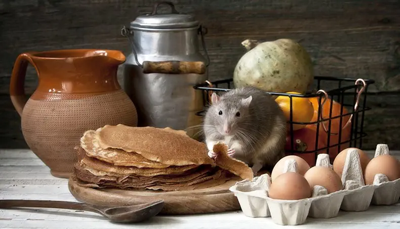 RATTO, PANCAKE, UOVA, BIDONE, LATTIERA