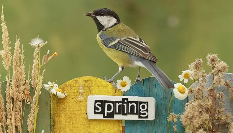 PRINTEMPS, PALISSADE, MOINEAU, CAMOMILLE, BEC