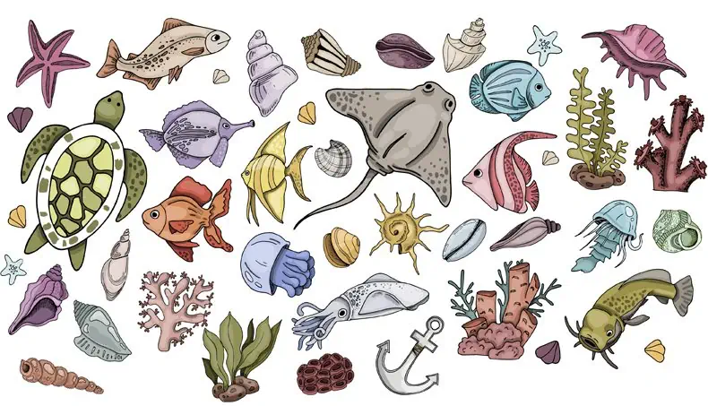 TURTLE, JELLYFISH, CATFISH, ALGAE, SEASHELL